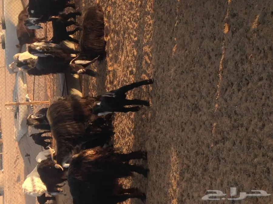 ماعز ولد للبيع 29 معها 21  (image 1)