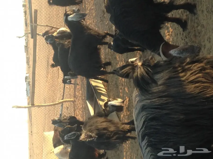 ماعز ولد للبيع 29 معها 21  (image 2)