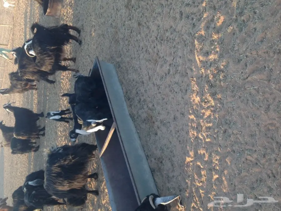 ماعز ولد للبيع 29 معها 21  (image 3)