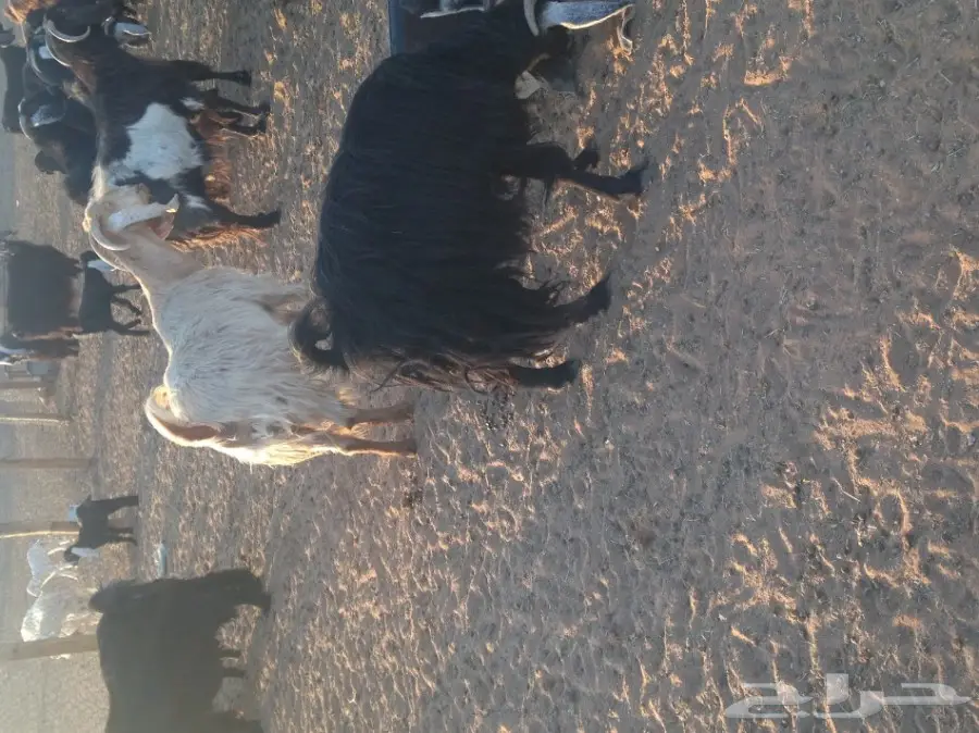 ماعز ولد للبيع 29 معها 21  (image 4)