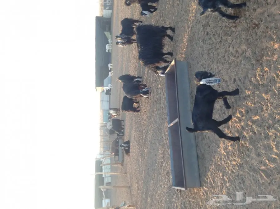 ماعز ولد للبيع 29 معها 21  (image 5)