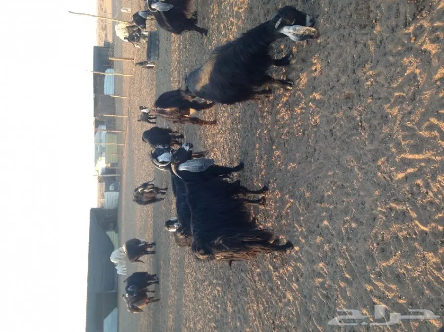 ماعز ولد للبيع 29 معها 21  (image 6)