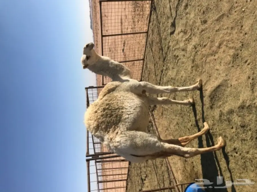 خلفه وضحا ولقحه البيع