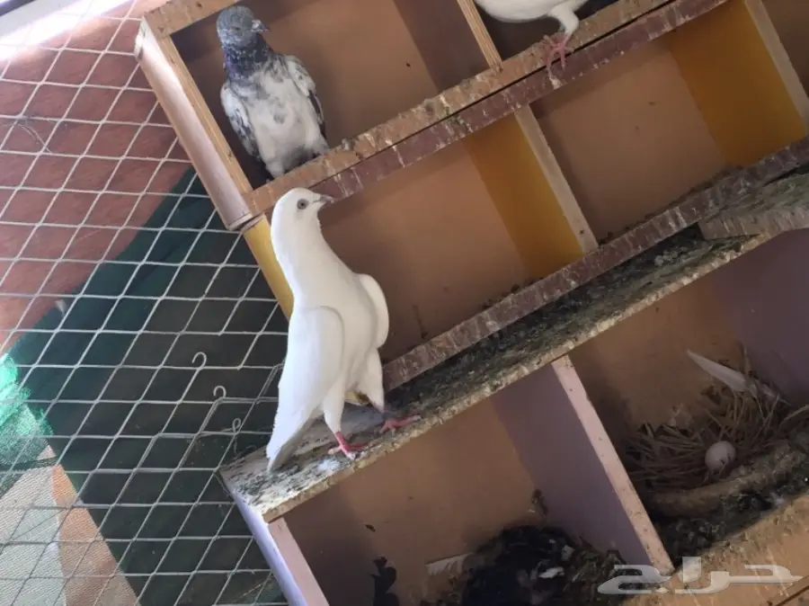 جوز باكستاني 