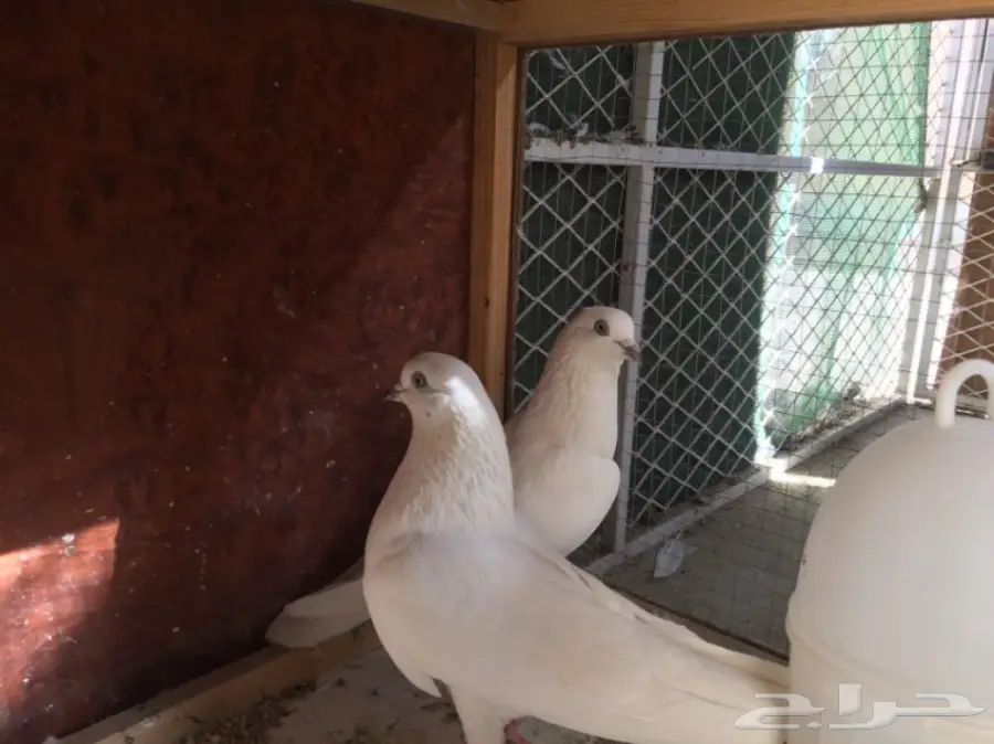 جوز باكستاني  (image 2)