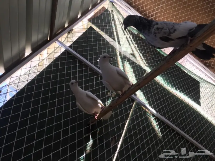 جوز باكستاني  (image 3)