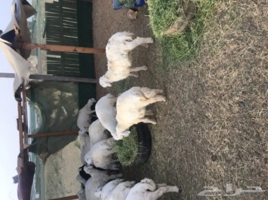 طليان حريه مع الذبح والتوصيل (image 2)