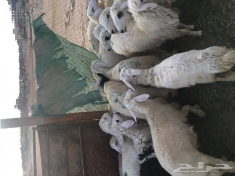 طليان حريه مع الذبح والتوصيل (image 5)