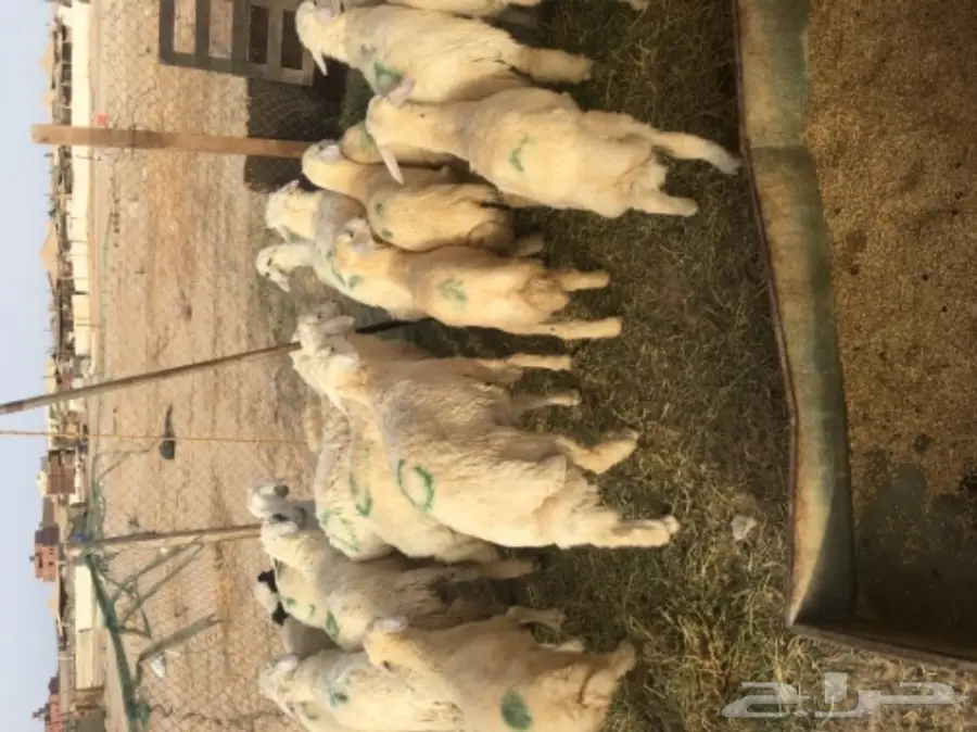 طليان حريه مع الذبح والتوصيل (image 8)