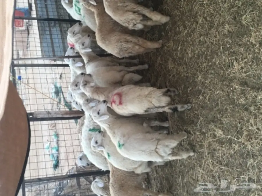 طليان حريه مع الذبح والتوصيل (image 17)