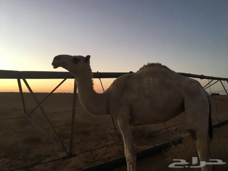 بكره وضحا للبيع 