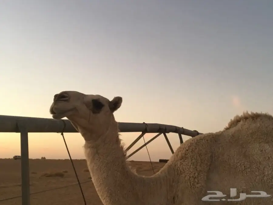 بكره وضحا للبيع  (image 4)