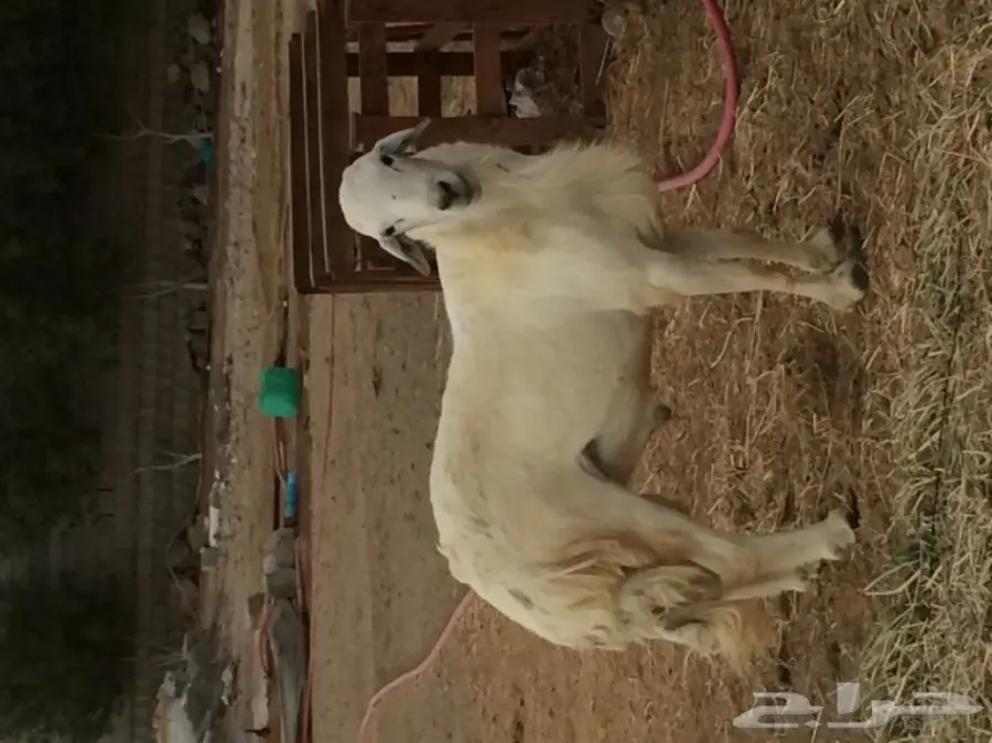 للبيع فحل حري مشروط شعره ناعمه 