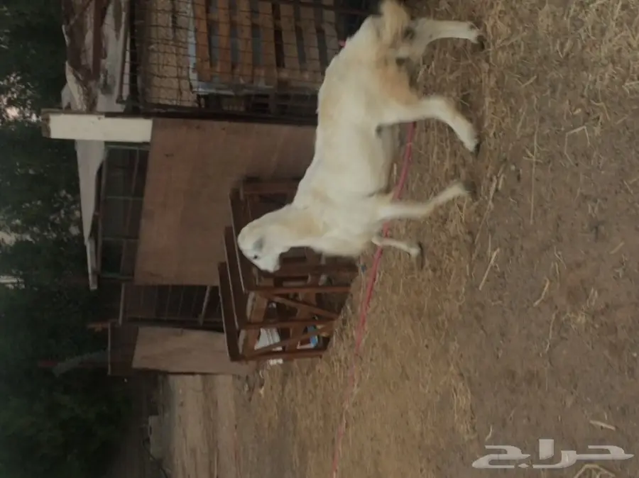 للبيع فحل حري مشروط شعره ناعمه  (image 1)