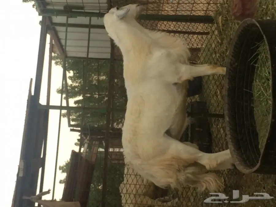 للبيع فحل حري مشروط شعره ناعمه  (image 2)