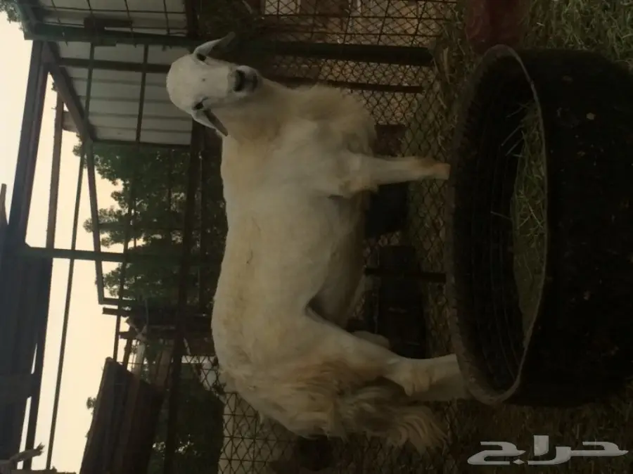 للبيع فحل حري مشروط شعره ناعمه  (image 3)