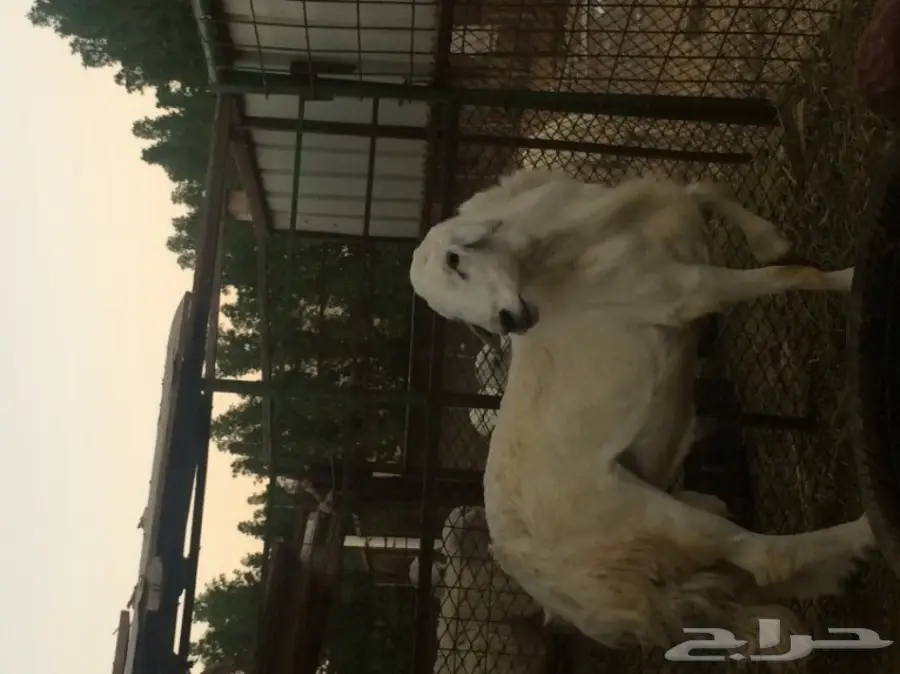 للبيع فحل حري مشروط شعره ناعمه  (image 4)