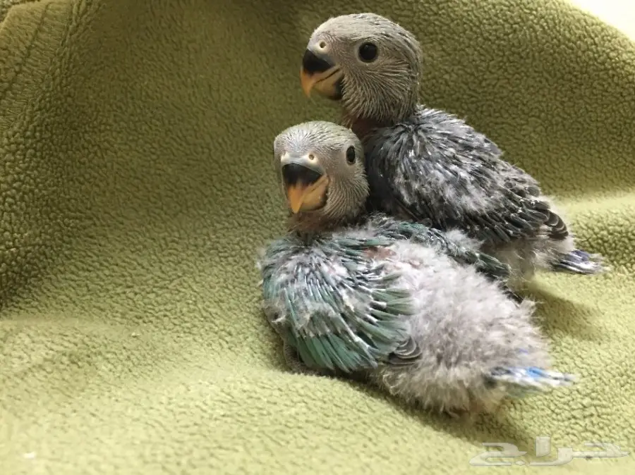 فروخ روز غر للبيع