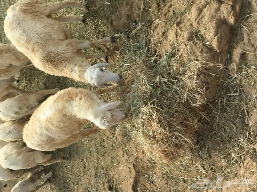 خرفان حريه لبيع  (image 3)