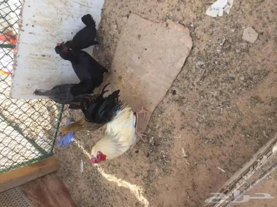 دجاج بياض وديك ممتاز للبيع - فرصة لا تُفوّت!