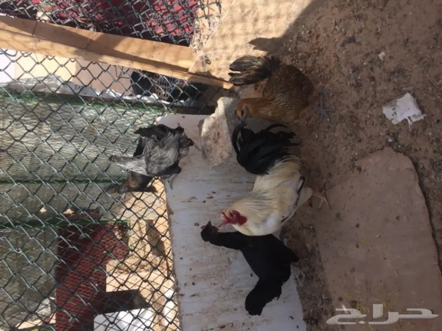 دجاج بياض وديك ممتاز للبيع - فرصة لا تُفوّت! (image 1)