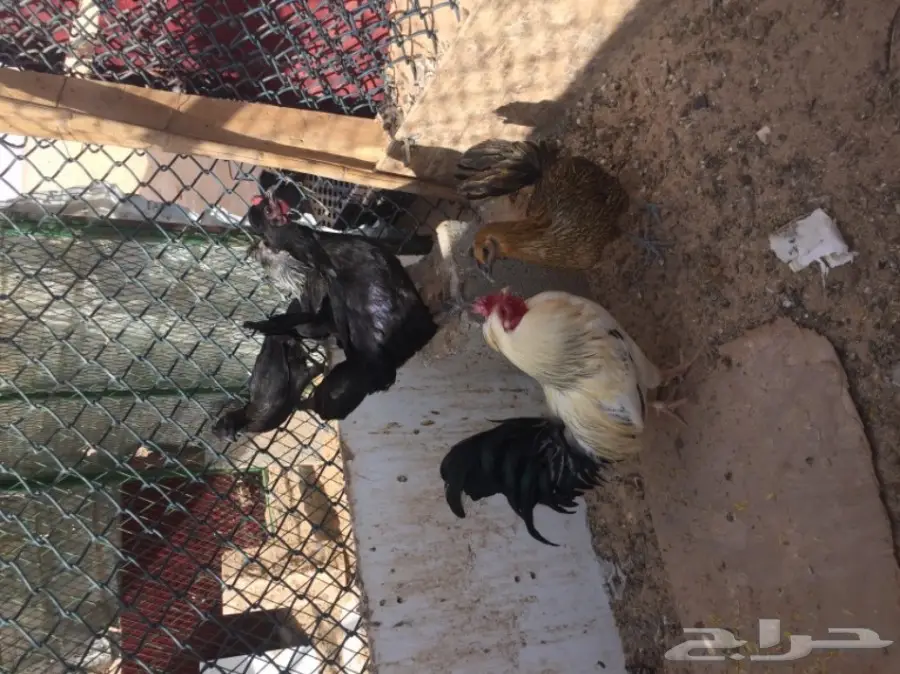 دجاج بياض وديك ممتاز للبيع - فرصة لا تُفوّت! (image 2)