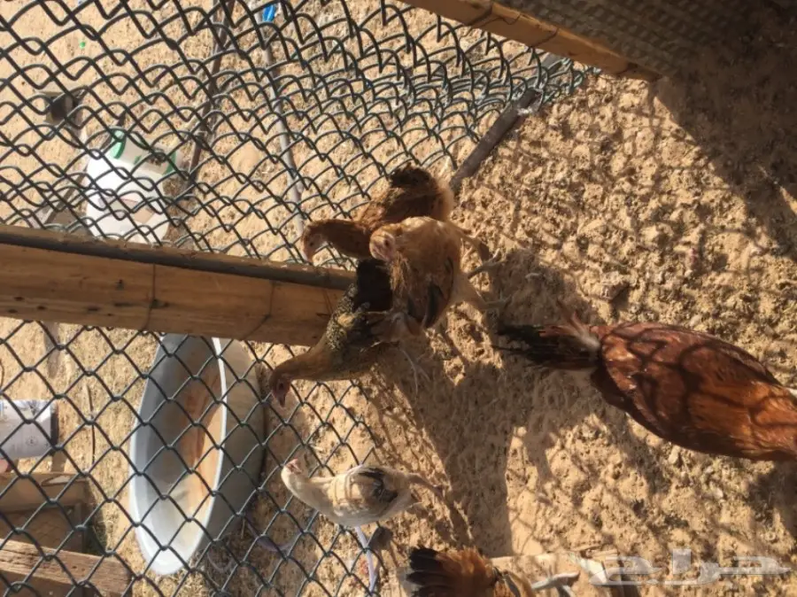 دجاج بياض وديك ممتاز للبيع - فرصة لا تُفوّت! (image 3)