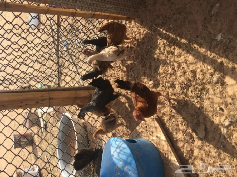 دجاج بياض وديك ممتاز للبيع - فرصة لا تُفوّت! (image 4)