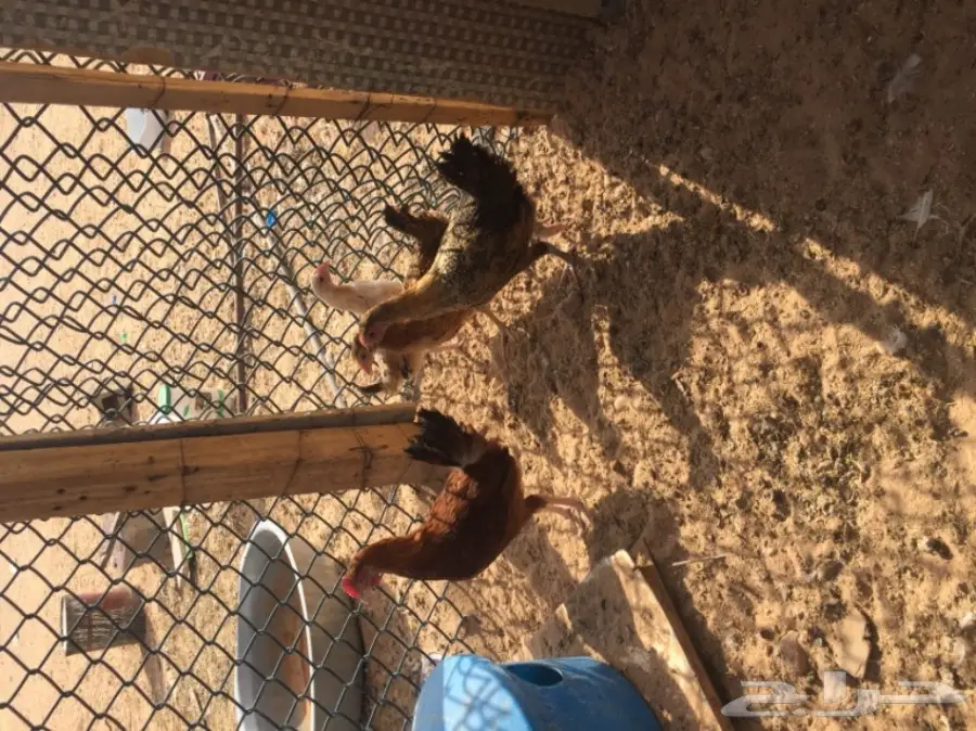 دجاج بياض وديك ممتاز للبيع - فرصة لا تُفوّت! (image 5)