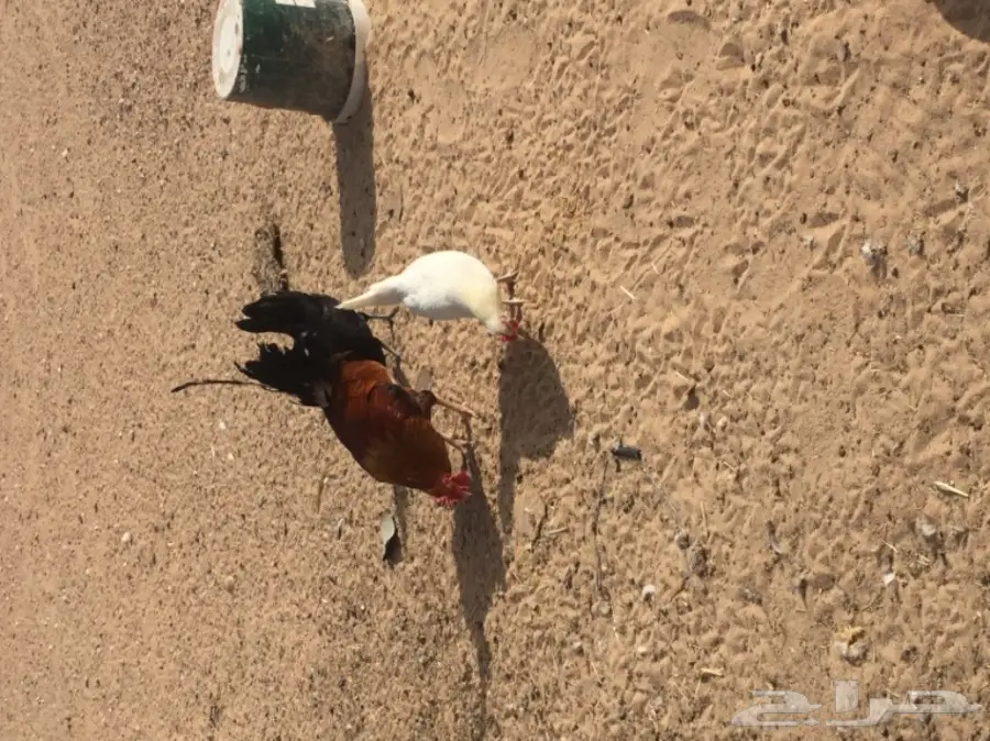 دجاج بياض وديك ممتاز للبيع - فرصة لا تُفوّت! (image 6)