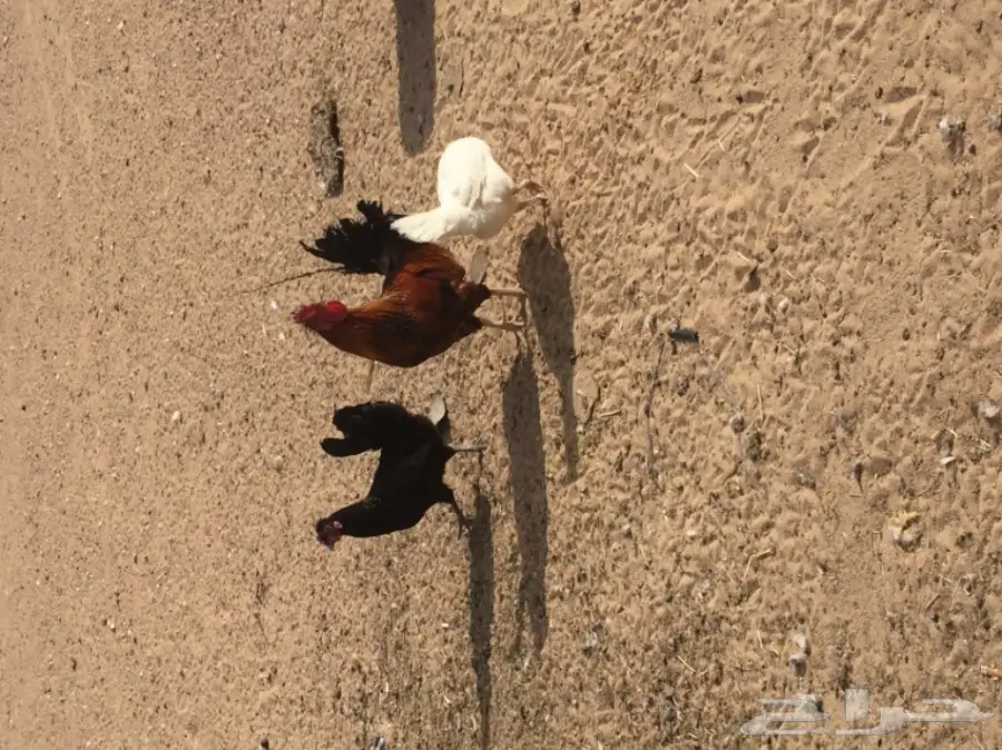 دجاج بياض وديك ممتاز للبيع - فرصة لا تُفوّت! (image 7)