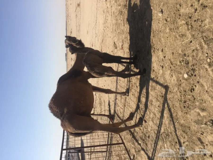 خلفه صفراء للبيع