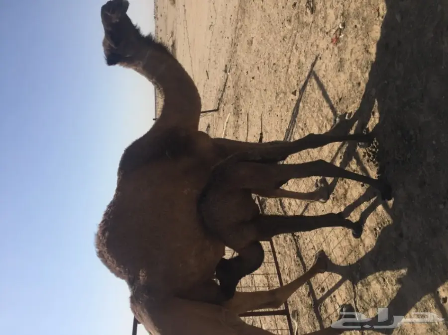 خلفه صفراء للبيع (image 1)