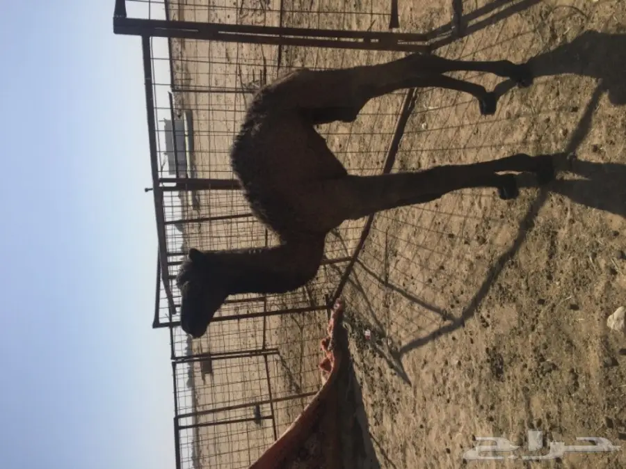 خلفه صفراء للبيع (image 2)