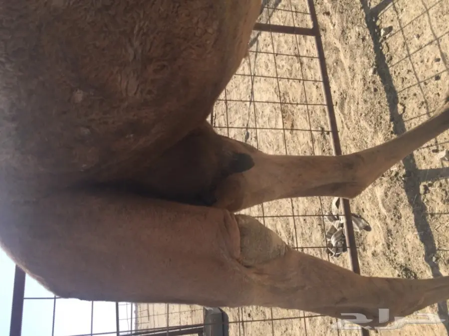 خلفه صفراء للبيع (image 3)