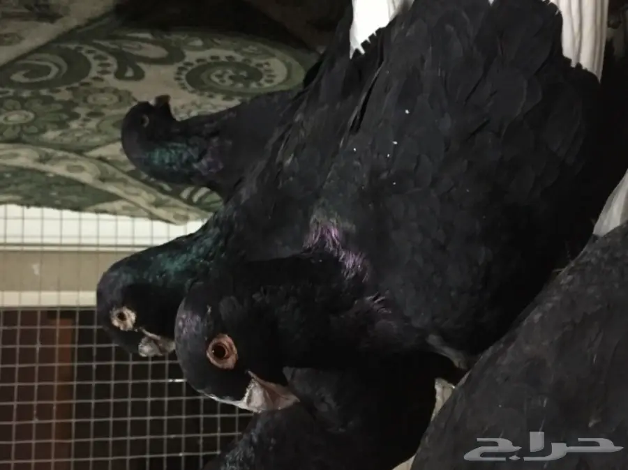 مساويد توب (image 1)