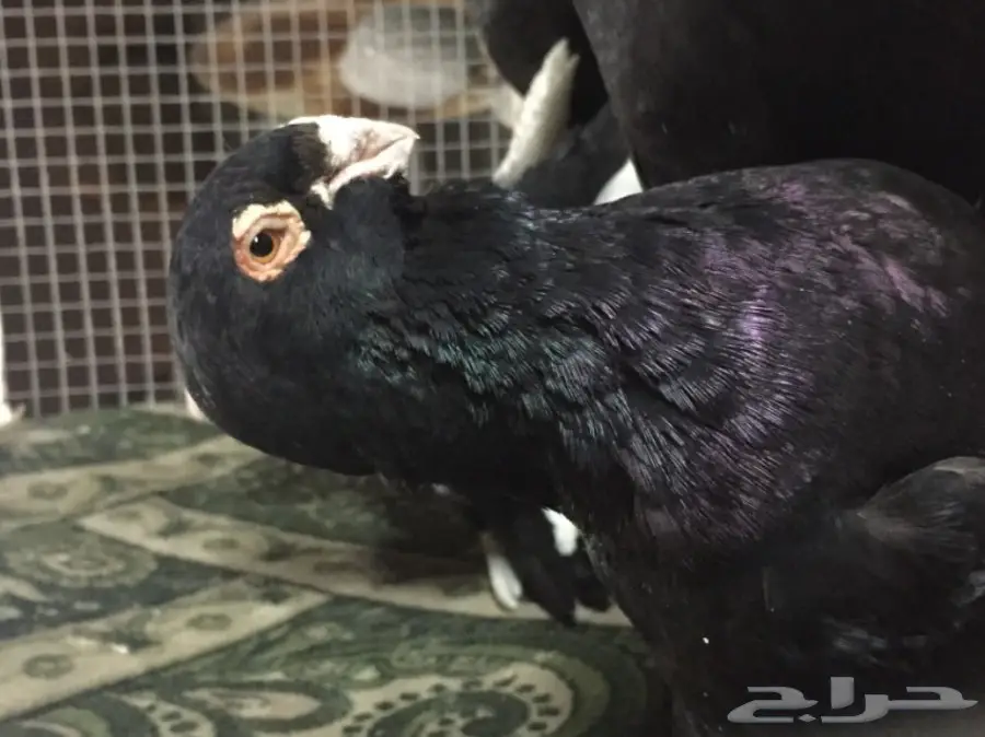 مساويد توب (image 2)