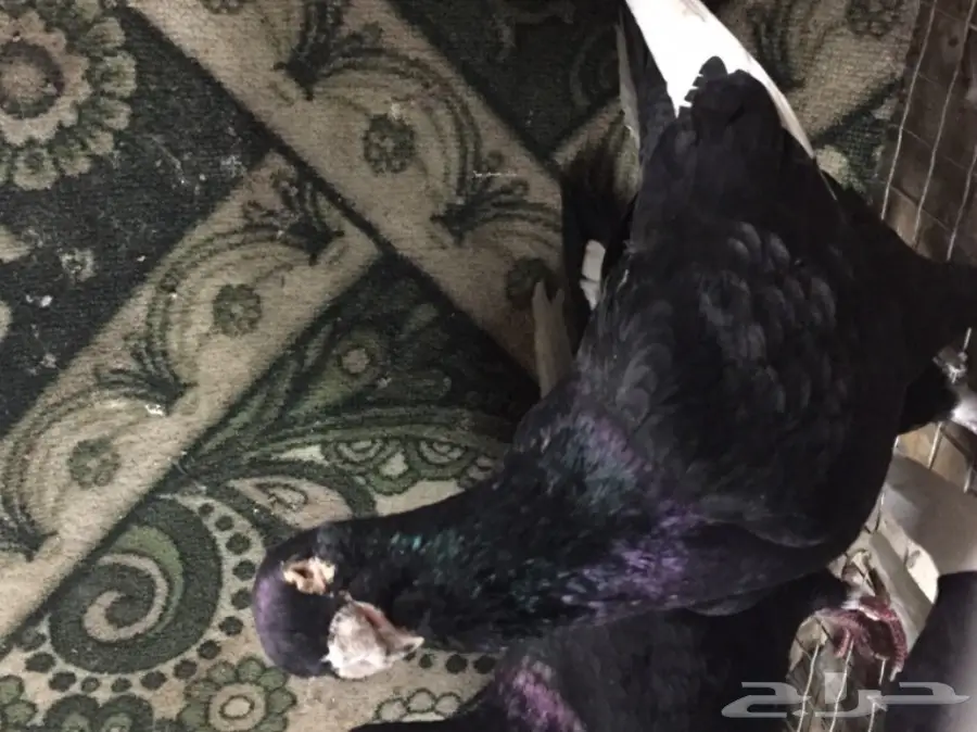 مساويد توب (image 3)