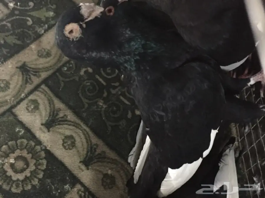 مساويد توب (image 4)