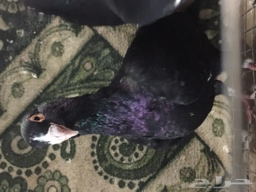 مساويد توب (image 5)