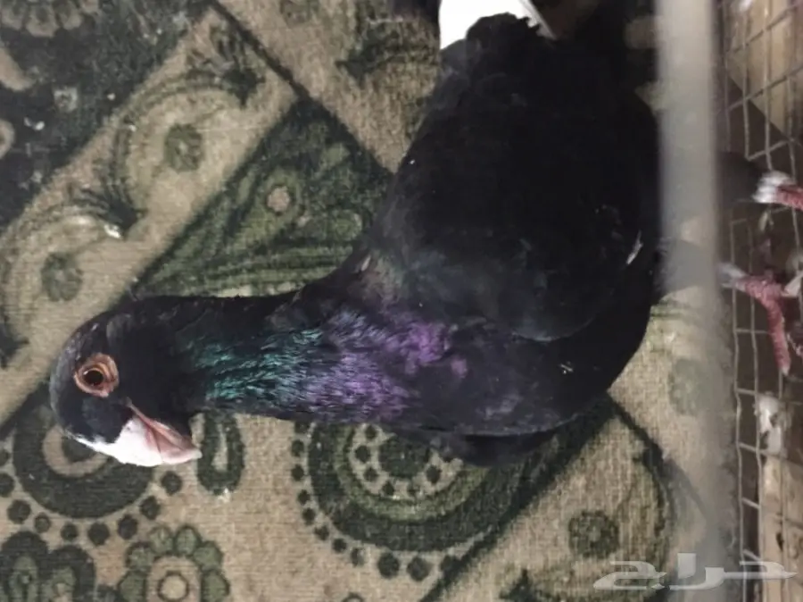 مساويد توب (image 6)