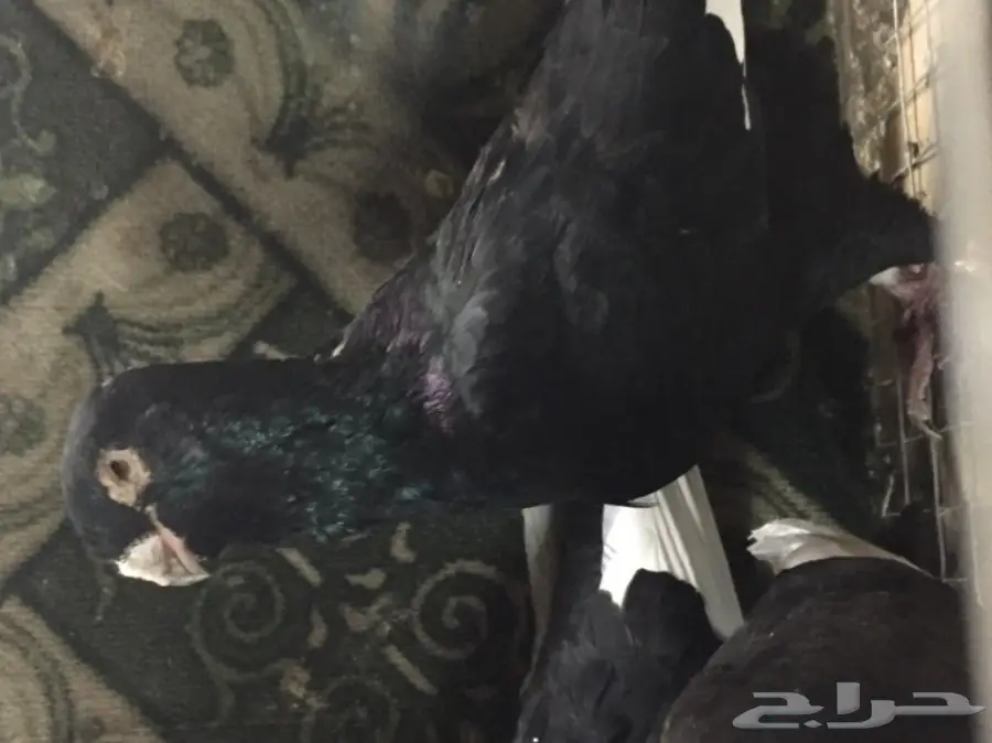 مساويد توب (image 7)