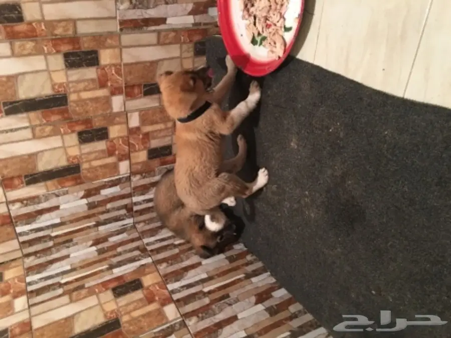 كلاب بدون مقابل لى معه حوش وحلال 