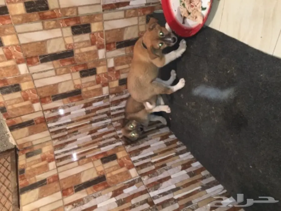 كلاب بدون مقابل لى معه حوش وحلال  (image 1)