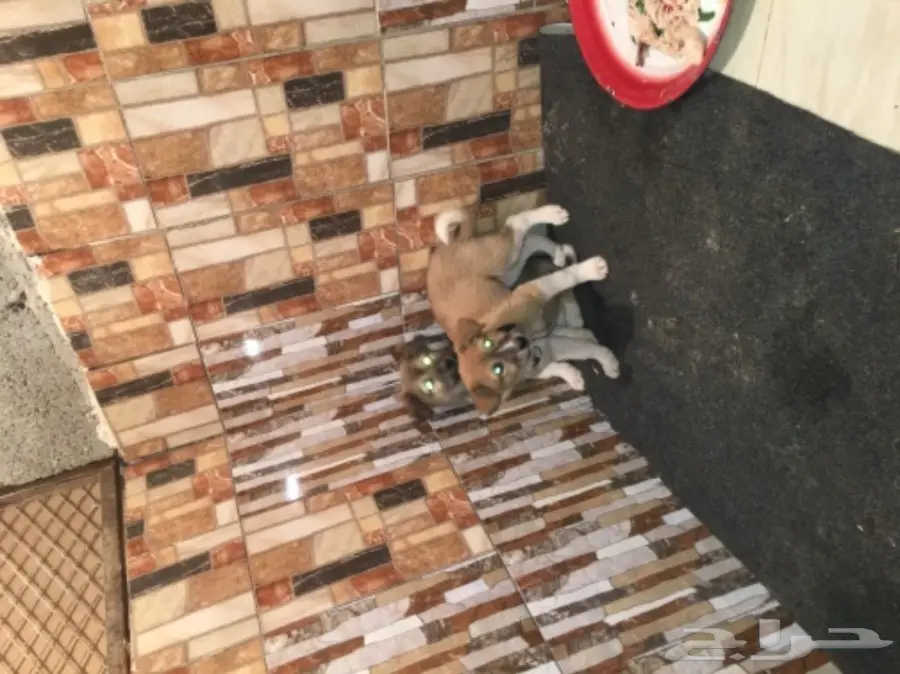 كلاب بدون مقابل لى معه حوش وحلال  (image 2)