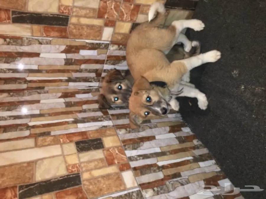 كلاب بدون مقابل لى معه حوش وحلال  (image 3)