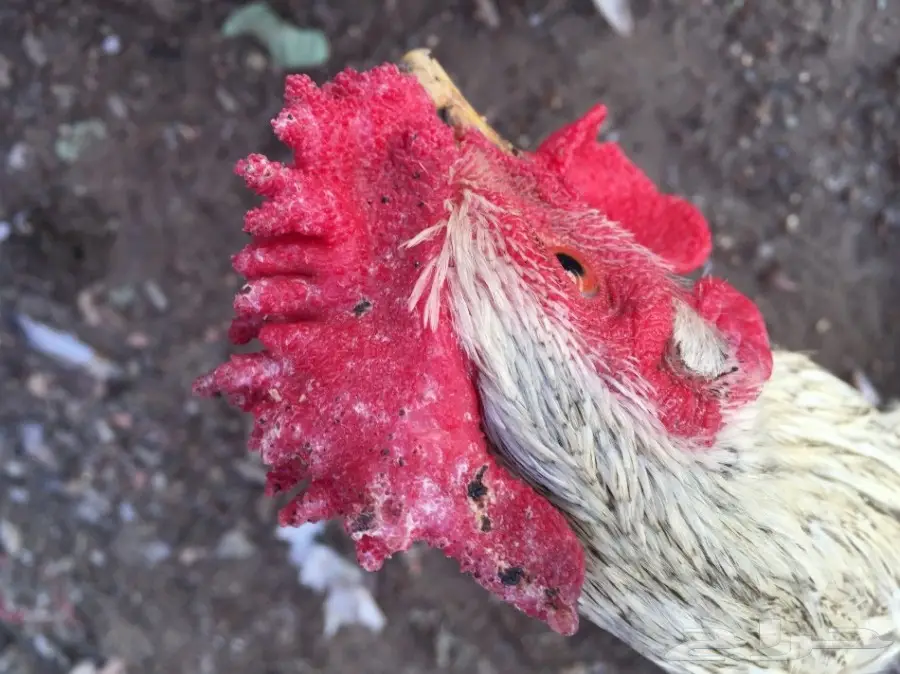 ديك باكستاني مهجن3بلكات (image 5)