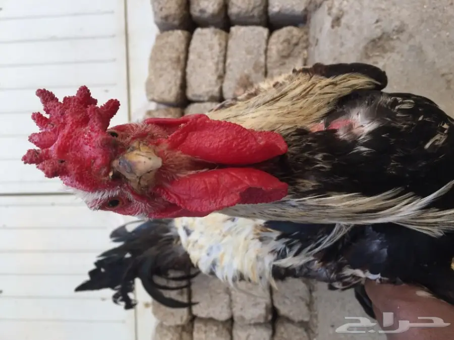 ديك باكستاني مهجن3بلكات (image 8)