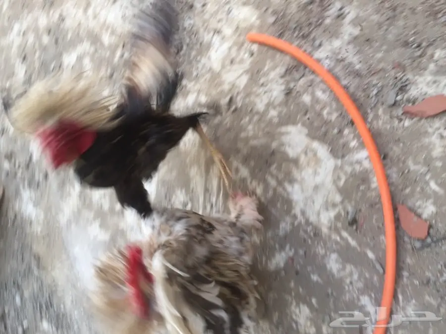 ديك باكستاني مهجن3بلكات (image 14)