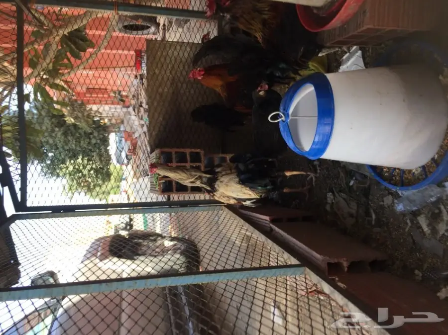 ديك باكستاني مهجن3بلكات (image 21)